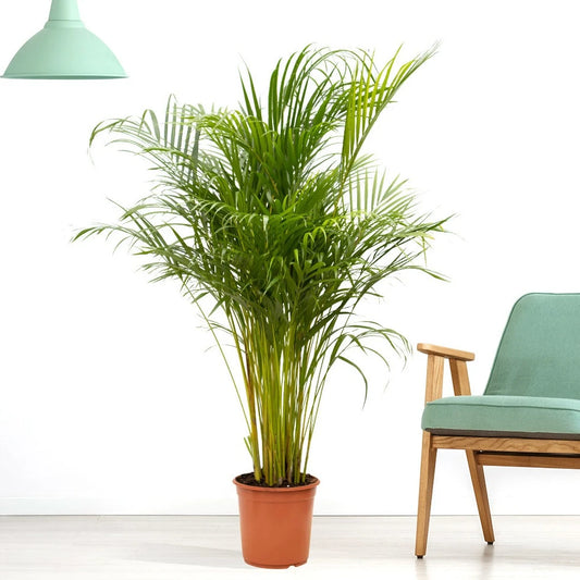 Areca Palm