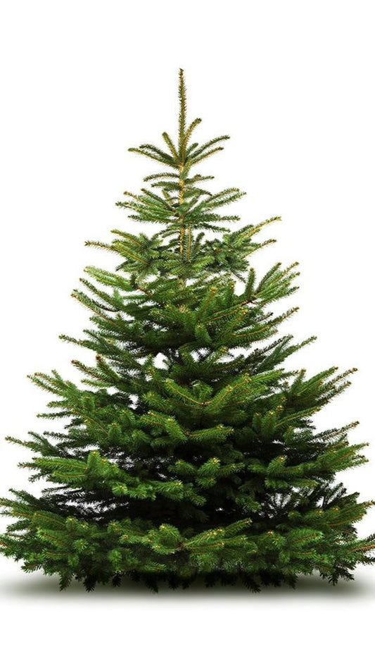 Real Nordman Christmas Tree