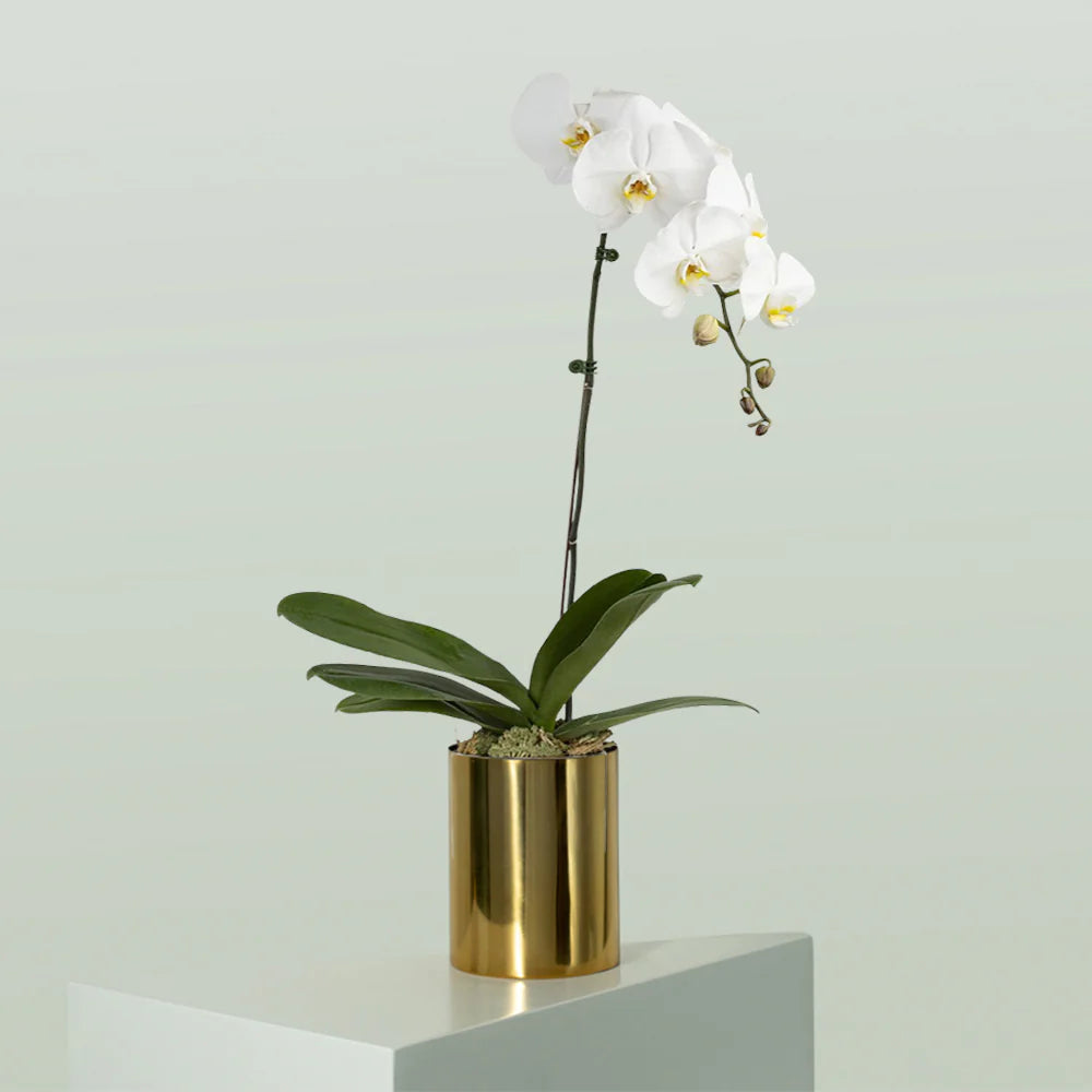 White Orchid Plant