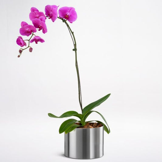 Pink Orchid Plant