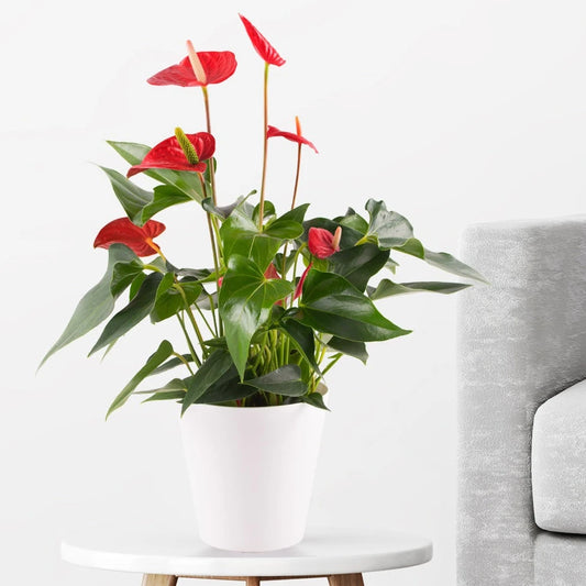 Flamingo Flower Red