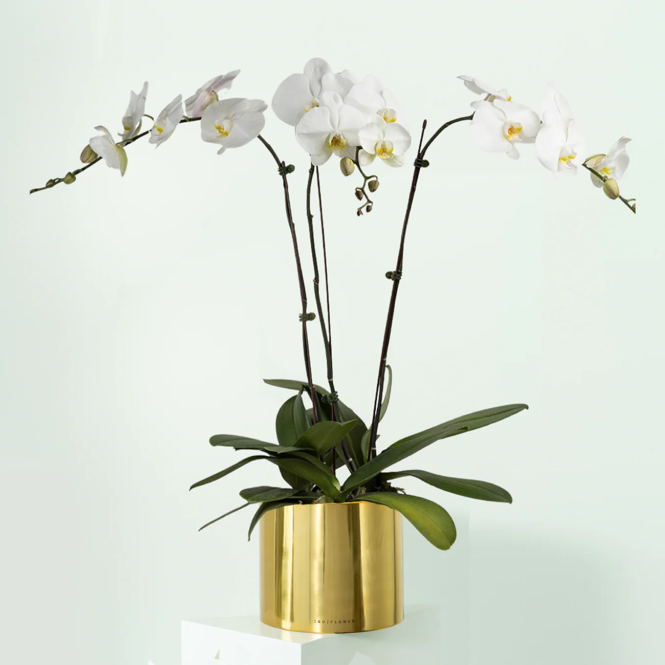 White Orchid Plant