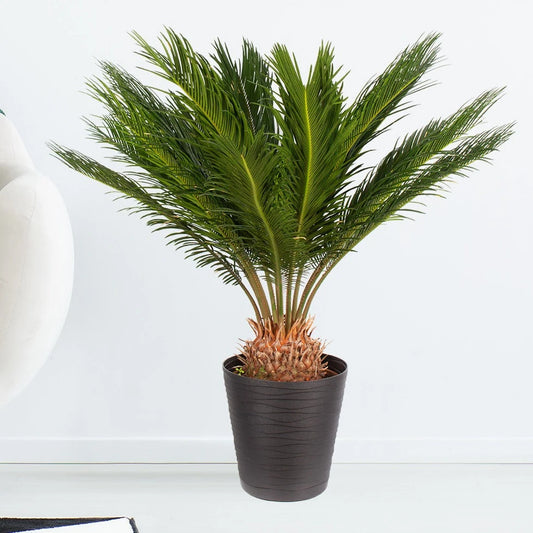 Sago Palm